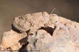 Toad Grasshopper<br><i>Trachypetrella anderssonii</i>