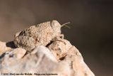 Toad Grasshopper<br><i>Trachypetrella anderssonii</i>