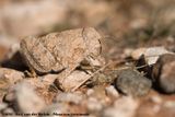 Toad Grasshopper<br><i>Trachypetrella anderssonii</i>