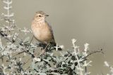 Buffy Pipit<br><i>Anthus vaalensis namibicus</i>