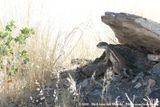 Cape Ground Squirrel<br><i>Xerus inauris</i>