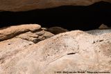 Black Spitting Cobra<br><i>Naja nigricincta woodi</i>