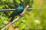 Long-Tailed Glossy Starling<br><i>Lamprotornis caudatus</i>