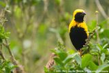 Yellow-Crowned Bishop<br><i>Euplectes afer ssp.</i>