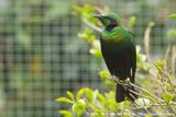 Emerald Starling<br><i>Lamprotornis iris</i>