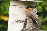 Brahminy Starling<br><i>Sturnia pagodarum</i>