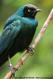 Long-Tailed Glossy Starling<br><i>Lamprotornis caudatus</i>