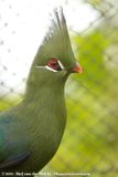 Livingstones Turaco<br><i>Tauraco livingstonii ssp.</i>