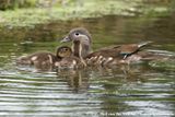 Mandarin Duck<br><i>Aix galericulata</i>