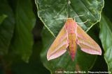 Elephant Hawk Moth<br><i>Deilephila elpenor elpenor</i>