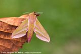 Elephant Hawk Moth<br><i>Deilephila elpenor elpenor</i>