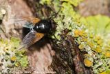 Noon Fly<br><i>Mesembrina meridiana</i>