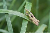 Lesser Marsh Grasshopper<br><i>Chorthippus albomarginatus albomarginatus</i>