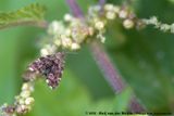 Common Nettle-Tap<br><i>Anthophila fabriciana</i>
