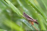 Common Field Grasshopper<br><i>Chorthippus brunneus brunneus</i>