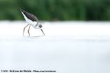 Black-Winged Stilt<br><i>Himantopus himantopus</i>