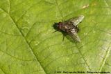 Cluster Fly<br><i>Pollenia spec.</i>