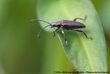 (Reed Beetle)<br><i>Donacia marginata</i>