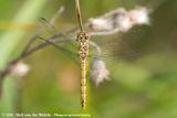 Vagrant Darter<br><i>Sympetrum vulgatum vulgatum</i>