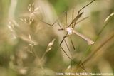 Marsh Crane Fly<br><i>Tipula oleracea</i>
