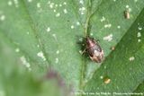 Birch Catkin Bug<br><i>Kleidocerys resedae ssp.</i>