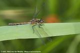 Black Darter<br><i>Sympetrum danae</i>