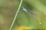 Common Spreadwing<br><i>Lestes sponsa</i>