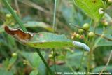 (Sawfly)<br><i>Monostegia abdominnalis</i>