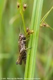 Common Green Grasshopper<br><i>Omocestus viridulus</i>