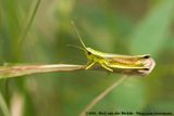 Large Gold Grasshopper<br><i>Chrysochraon dispar dispar</i>