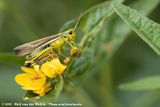 Large Marsh Grasshopper<br><i>Stethophyma grossum</i>