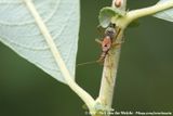 Tree Damsel Bug<br><i>Himacerus apterus</i>