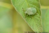 Green Shield Bug<br><i>Palomena prasina</i>