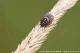Tortoise Bug<br><i>Eurygaster testudinaria</i>