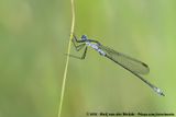 Common Spreadwing<br><i>Lestes sponsa</i>
