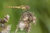 Vagrant Darter<br><i>Sympetrum vulgatum vulgatum</i>