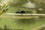 Old World Swallowtail<br><i>Papilio machaon machaon</i>