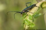 Musk Beetle<br><i>Aromia moschata ssp.</i>