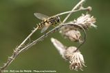 Common Tiger Hoverfly<br><i>Helophilus pendulus</i>