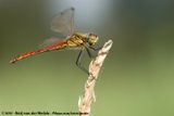 Spotted Darter<br><i>Sympetrum depressiusculum</i>