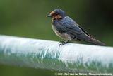 Pacific Swallow<br><i>Hirundo tahitica javanica</i>