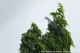 Green Imperial Pigeon<br><i>Ducula aenea polia</i>