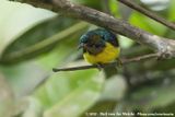 Brown-Throated Sunbird<br><i>Anthreptes malacensis malacensis</i>