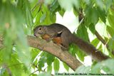 Plantain Squirrel<br><i>Callosciurus notatus miniatus</i>