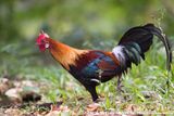Red Junglefowl<br><i>Gallus gallus spadiceus</i>