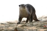 Smooth-Coated Otter<br><i>Lutrogale perspicillata perspicillata</i>