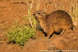 Rock Hyrax<br><i>Procavia capensis welwitschii</i>