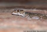 Bibrons Thick-Toed Gecko<br><i>Chondrodactylus bibronii</i>