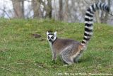 Ring-Tailed Lemur<br><i>Lemur catta</i>