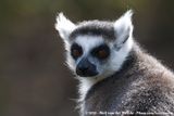 Ring-Tailed Lemur<br><i>Lemur catta</i>